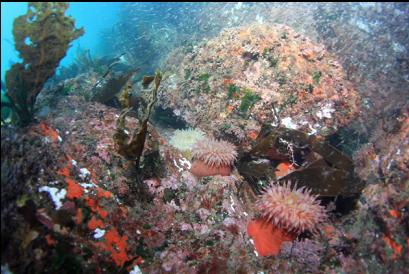 anemones in shallows