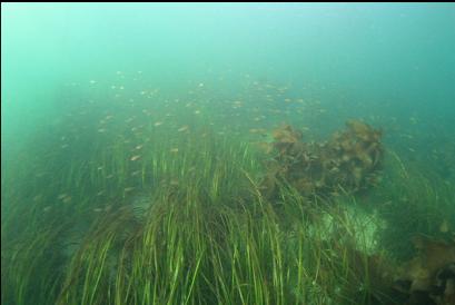 small perch and eelgrass in the channel between islets and shore