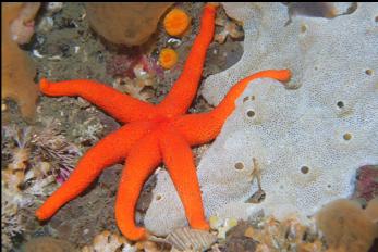 SEASTAR WITH ONE TOO MANY ARMS