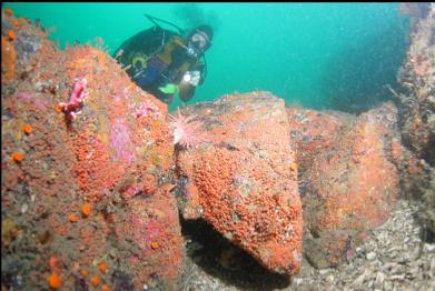 orange colonial tunicates, crimson anemone, hydrocoral, cup corals 70 feet deep