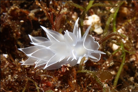 alabaster nudibranch