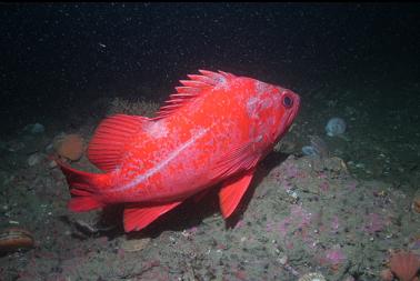 vermilion rockfish