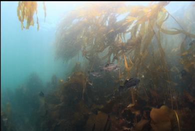 black rockfish and bull kelp