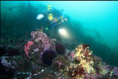urchins, sponge and hydrocoral on rubble bottom