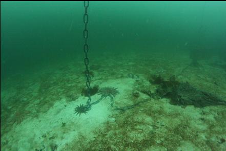 mooring chain near the Setchel Point entry-point