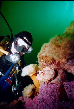 SEA RAVEN AND ANEMONES