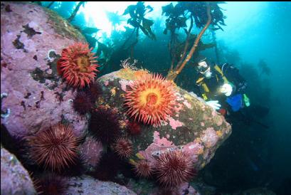 anemones near entry-point