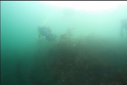 descending through stalked kelp