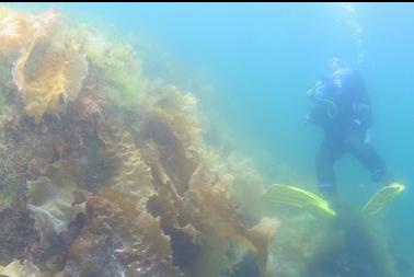bottom kelp in shallows