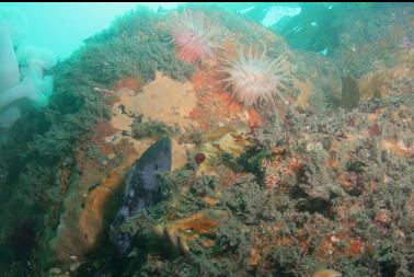 black rockfish and anemones