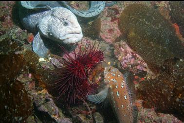 wolfeel and kelp greenling eating urchin