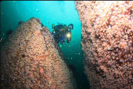 gap between boulders and muck stirred up by a lingcod