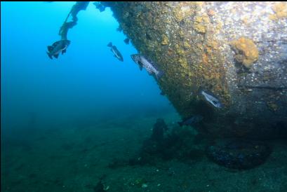 black rockfish under bow