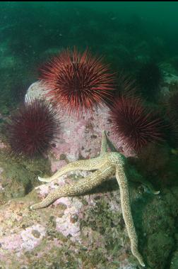 seastar and urchins