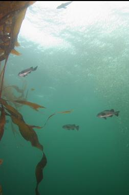 black rockfish and edge of herring school