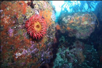 anemone near entry-point