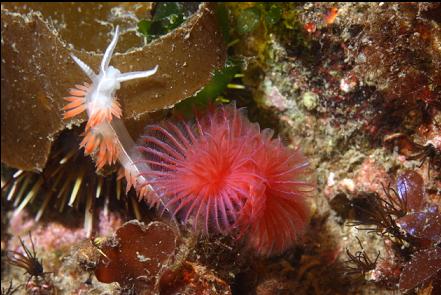 nudibranch and tube worm