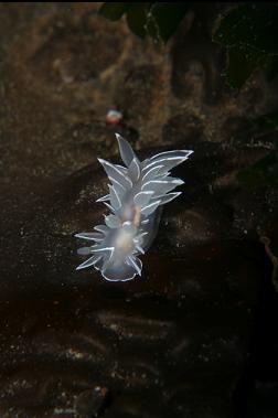 alabaster nudibranch on kelp
