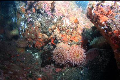 anemones in shallows