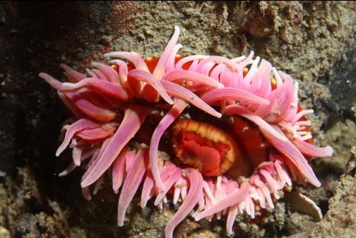 baby fish-eating anemone