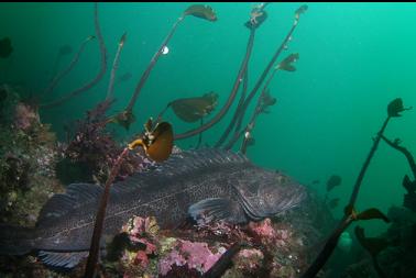 lingcod on top of reef