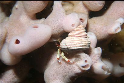 another hermit crab on sponge