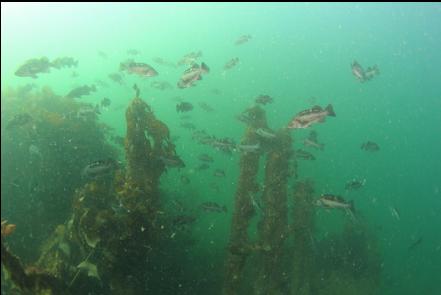 rockfish above the wreck