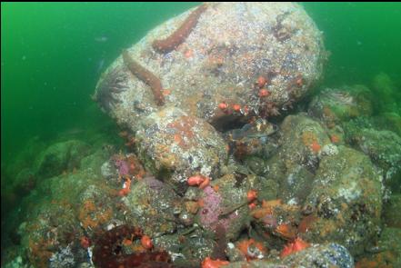 quillback rockfish near colourful boulders