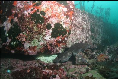 lingcod guarding eggs in shallows