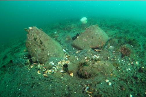 small boulders and an octopus den