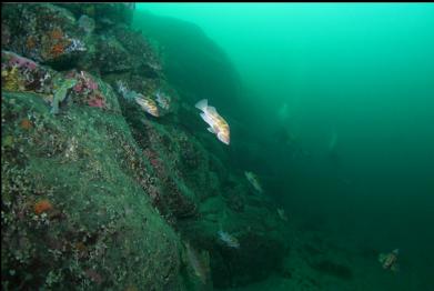 rockfish on wall with divers in background