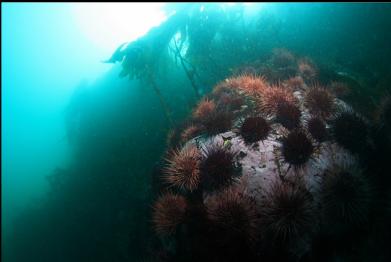 urchins on mainland side of channel