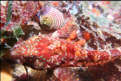 sculpin and snail