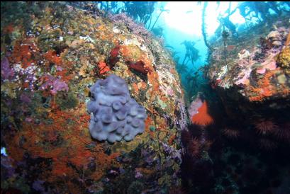 tunicate colony near entry-point