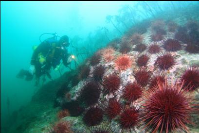 urchins on shallow reef