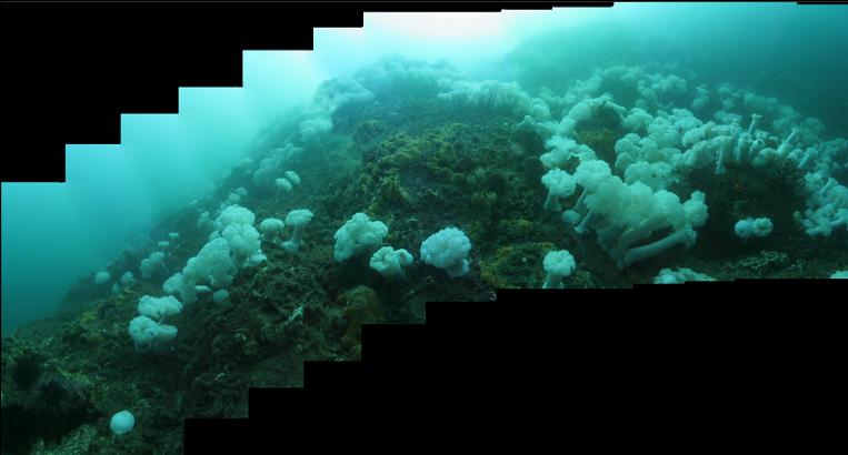reef/wall panorama