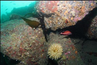 juvenile yelloweye rockfish and anemone