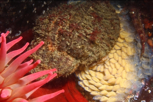 snail laying eggs next to an anemone