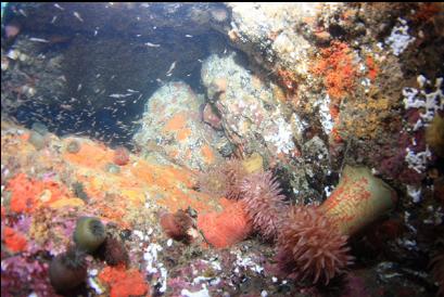 anemones in shallows