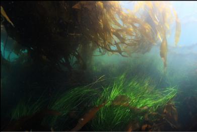 kelp and surfgrass in shallows near entry-point