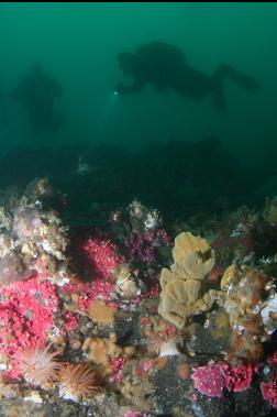 hydrocorals, anemones and sponge