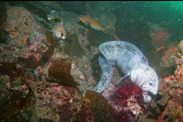 wolfeel and kelp greenlings eating urchin