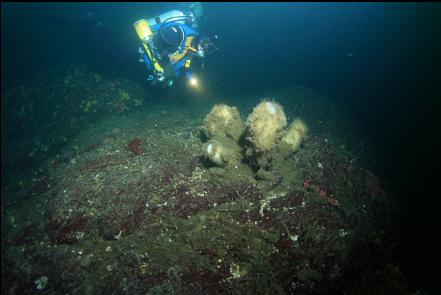 boot sponges on top of the reef