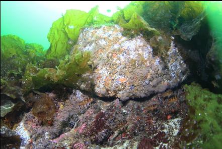 young copper rockfish 25 feet deep