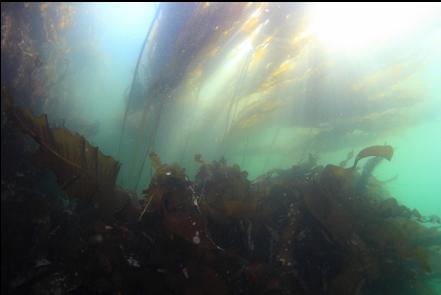 under the kelp near the bay