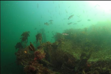 rockfish above the wreck's fuel tank