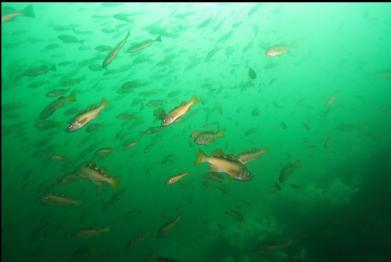 yellowtail rockfish