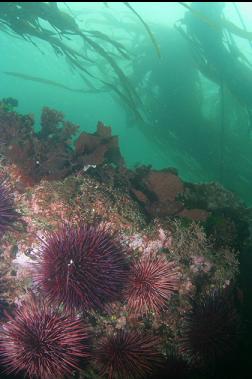 URCHINS AND KELP AT TOP OF REEF