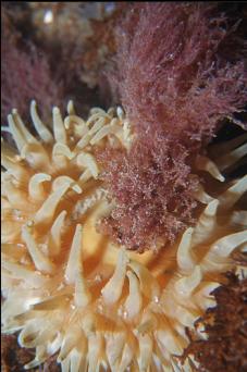 ANEMONE WITH SEAWEED IN MOUTH