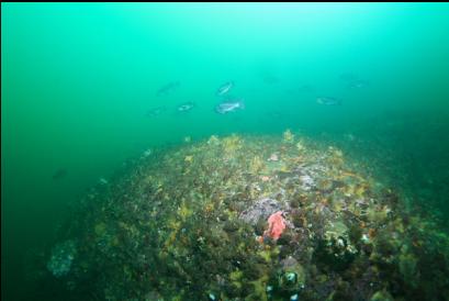 black rockfish 50 feet deep